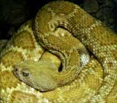 Snake