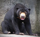 Sun Bear watching you