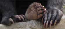 Closeup of paws and claws