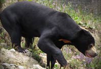 Sun Bear