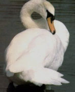 White swan