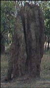 Tall Termite mound