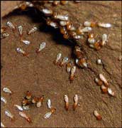 Termites