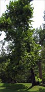The tall tree