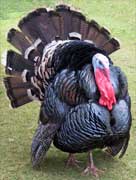 Turkey