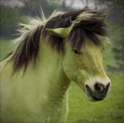 Mr Zebra painted green