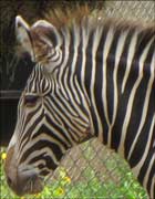 Head of a Zebra