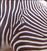 Zebra stripes
