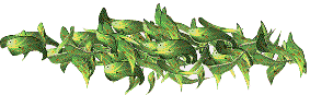 Mirram the Kangaroo slept on leaves