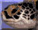 Facts about Terrapins