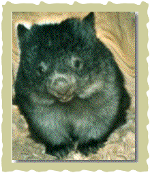 Wally the Wombat